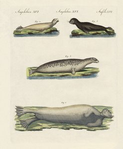 Kinds of seals