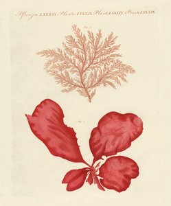 Kinds of seaweed