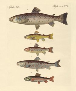 Kinds of Trouts by German School