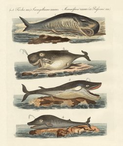 Kinds of Whales by German School