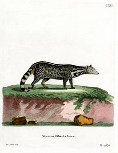 Large Indian Civet