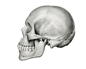 Lateral View of Human Skull by German School