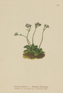 Leafless-stemmed Speedwell by German School