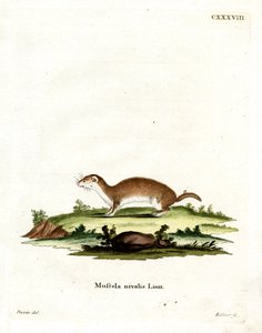 Least Weasel by German School