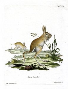 Lesser Egyptian Jerboa