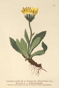 Lesser Hawkbit by German School