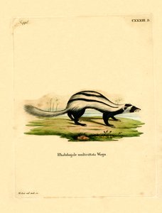 Libyan Striped Weasel by German School