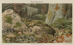 Lichens