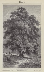 Linden tree by German School