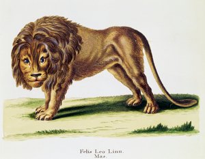 Lion (Felis leo), from Mammals illustrated from Nature with descriptions, by Johann Christian Daniel von Schreber, engraving by H I Tisroff, volume 3, table 97-A, Germany by German School