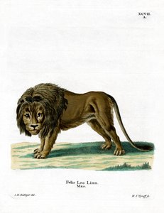 Lion by German School