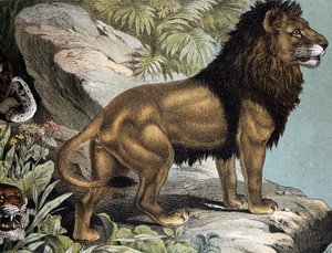 Lion - in 