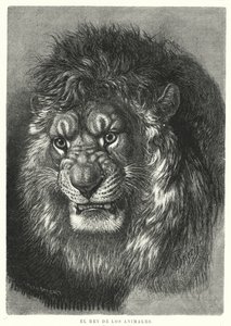 Lion: King of the Animals by German School