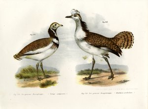 Little Bustard