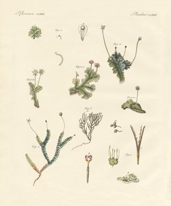 Liverworts by German School