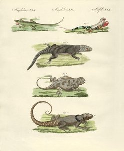 Lizards