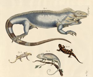Lizards by German School