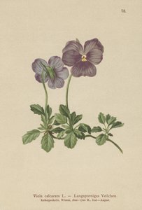 Long-spurred Violet by German School