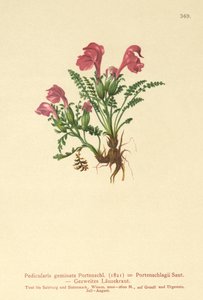 Lousewort by German School