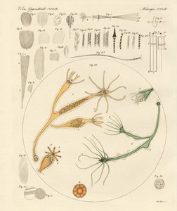 Magnifying Glass and Microscopical Amusements by German School