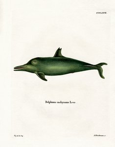 Malayan Dolphin by German School