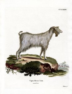 Mamber Goat