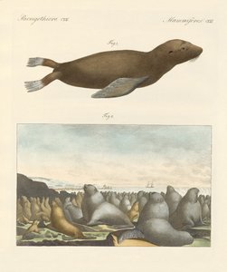 Mammals
