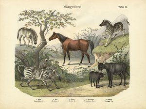 Mammals