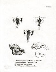 Manatee Skulls