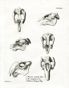 Manatee Skulls