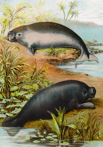 Manatee and Dugong, c.1880