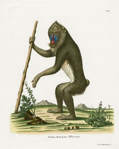 Mandrill by German School