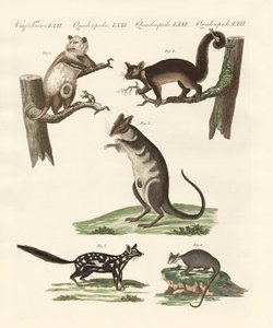 Marsupials by German School