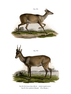 Mazama