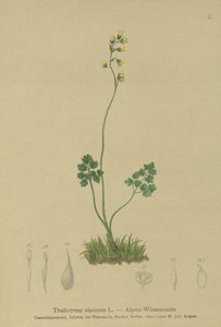 Meadow-rue (Thalictrum alpinum) by German School