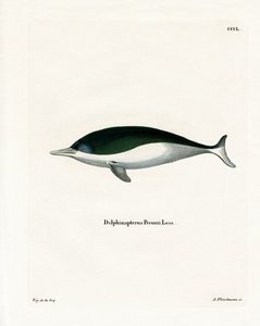 Mealy-mouthed Porpoise by German School