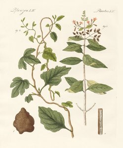 Medical Plants