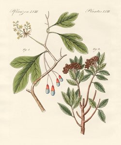 Medical Plants