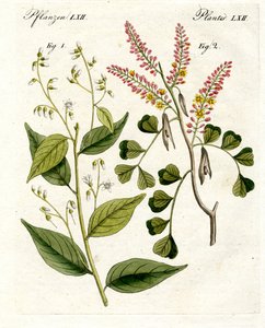 Medical Plants by German School