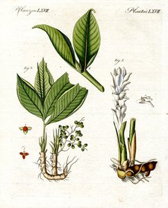 Medical Plants