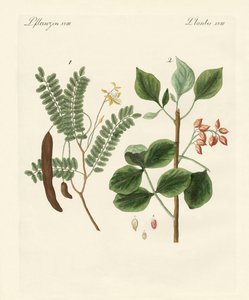 Medicinal Plants by German School