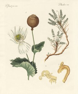 Medicinal Plants