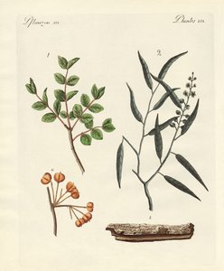Medicinal Plants