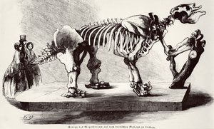 Megatherium Skeleton at the British Museum
