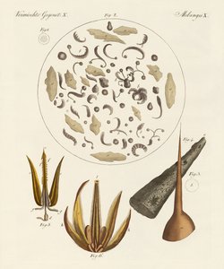 Microscopic Objects