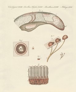 Microscopic study of the cow