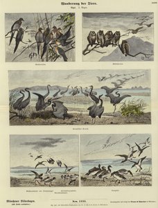Migration of Animals