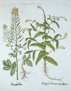 Mitre Cress and White Mustard, from Hortus Eystettensis by German School