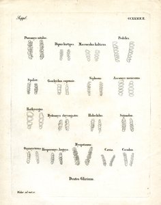 Molars by German School