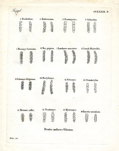 Molars by German School